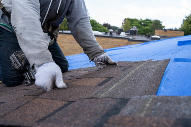 Best Roof Moss and Algae Removal  in Cambridge, IL
